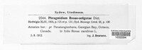 Phragmidium mucronatum image